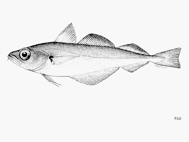 image of trisopterus esmarkii \(norway pout\)