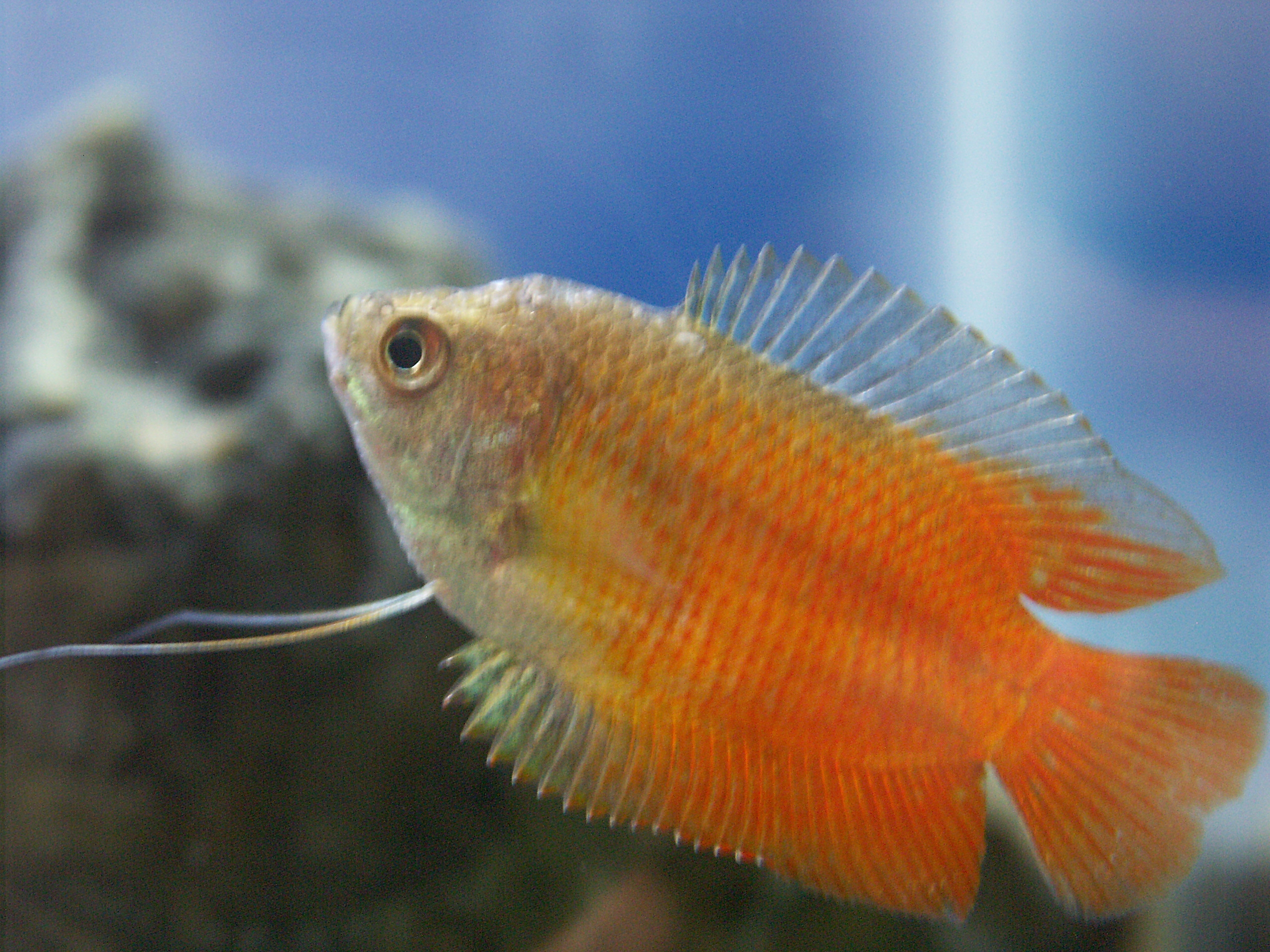 image of trichogaster lalius \(dwarf gourami\)