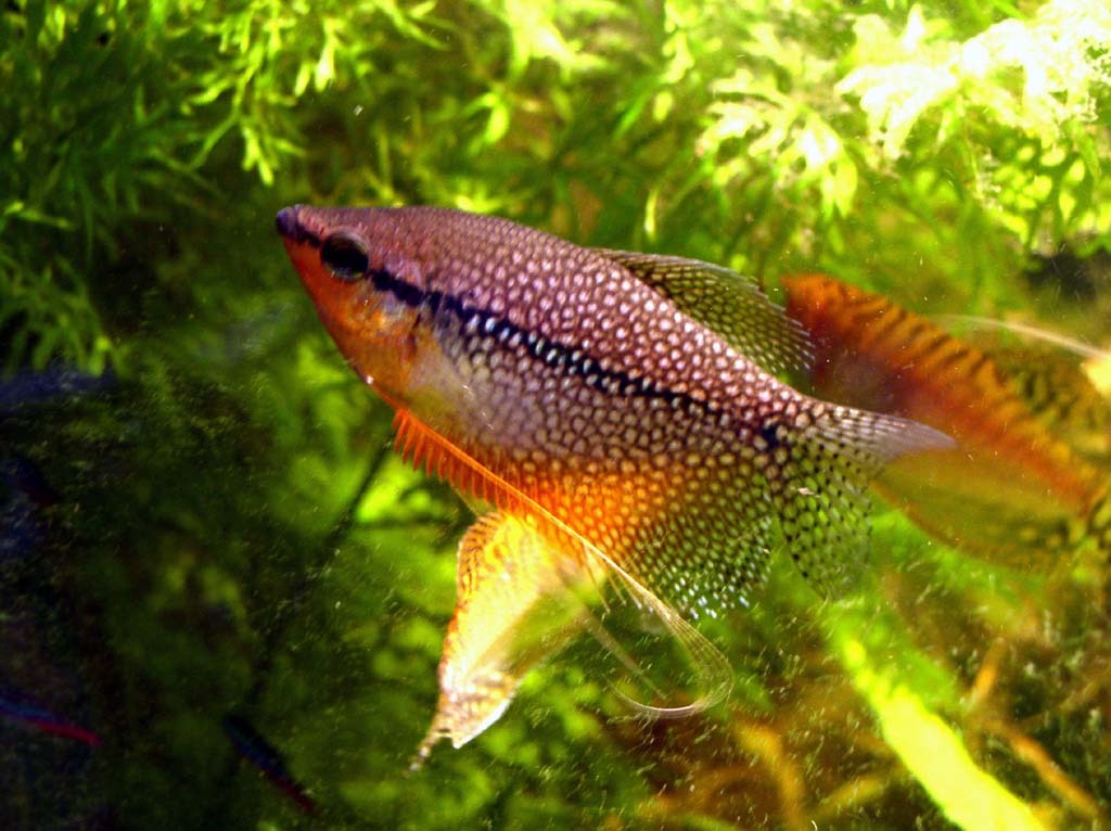 image of trichopodus leerii \(pearl gourami\)