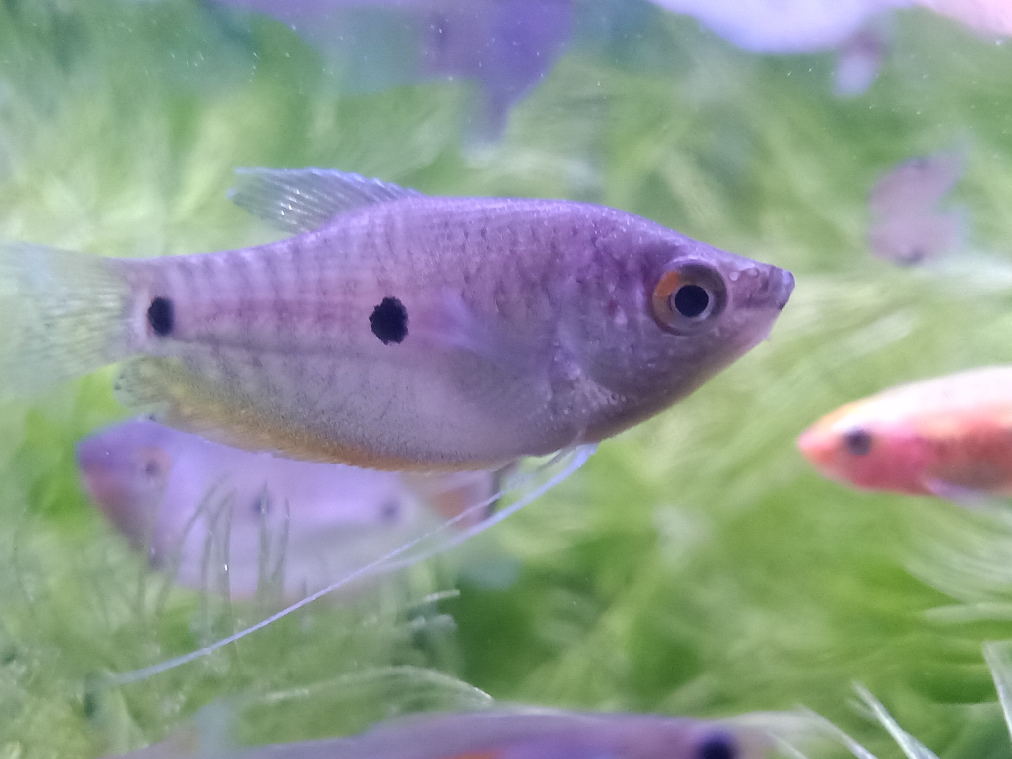 image of trichopodus trichopterus \(three spot gourami\)