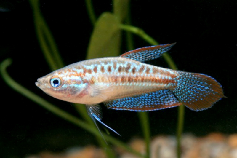 image of trichopsis pumila \(pygmy gourami\)