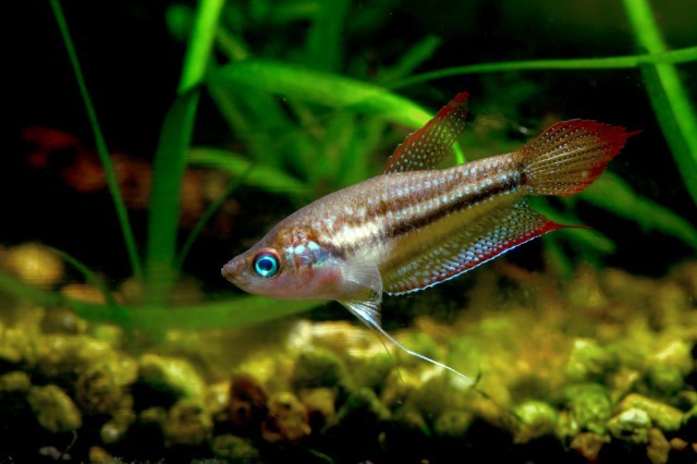 image of trichopsis schalleri \(threestripe gourami\)