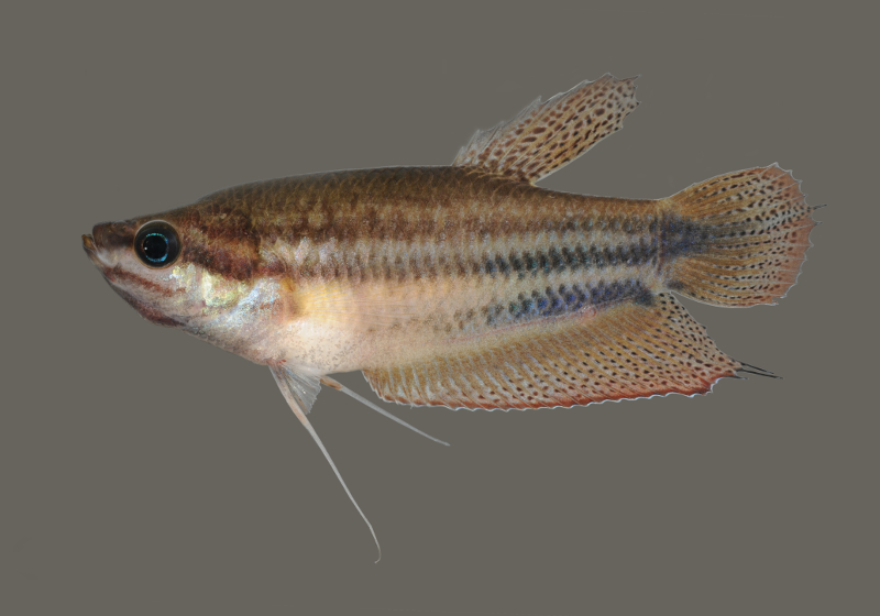 image of trichopsis vittata \(croaking gourami\)