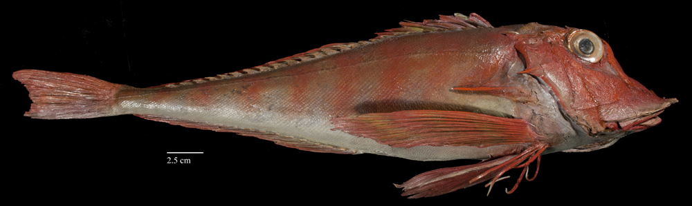 image of trigla lyra \(piper gurnard\)