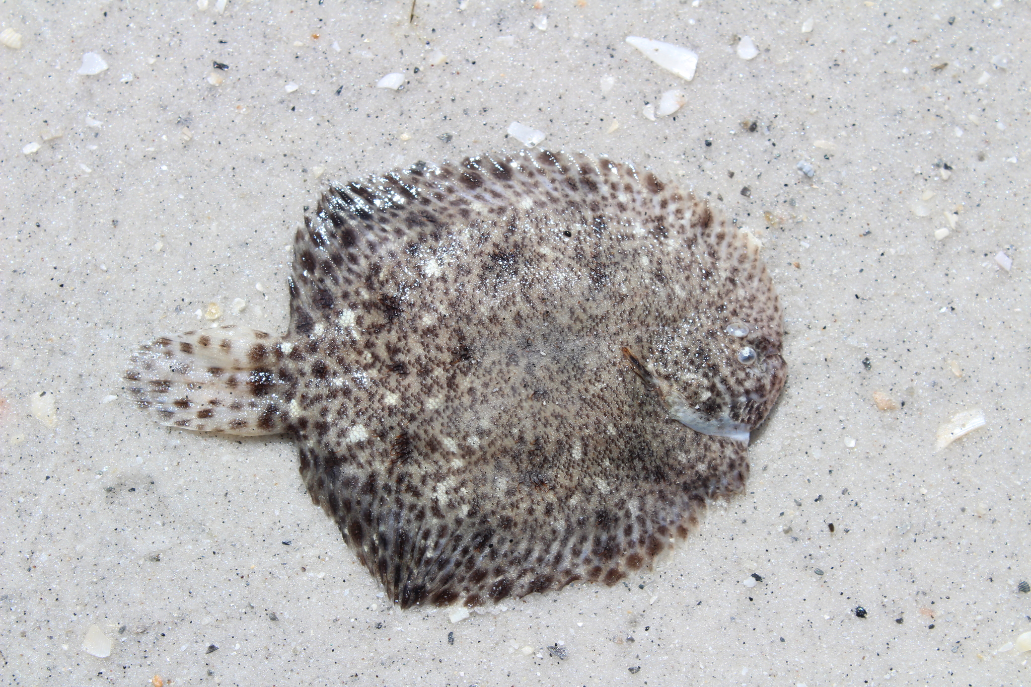 image of trinectes maculatus \(hogchoker\)