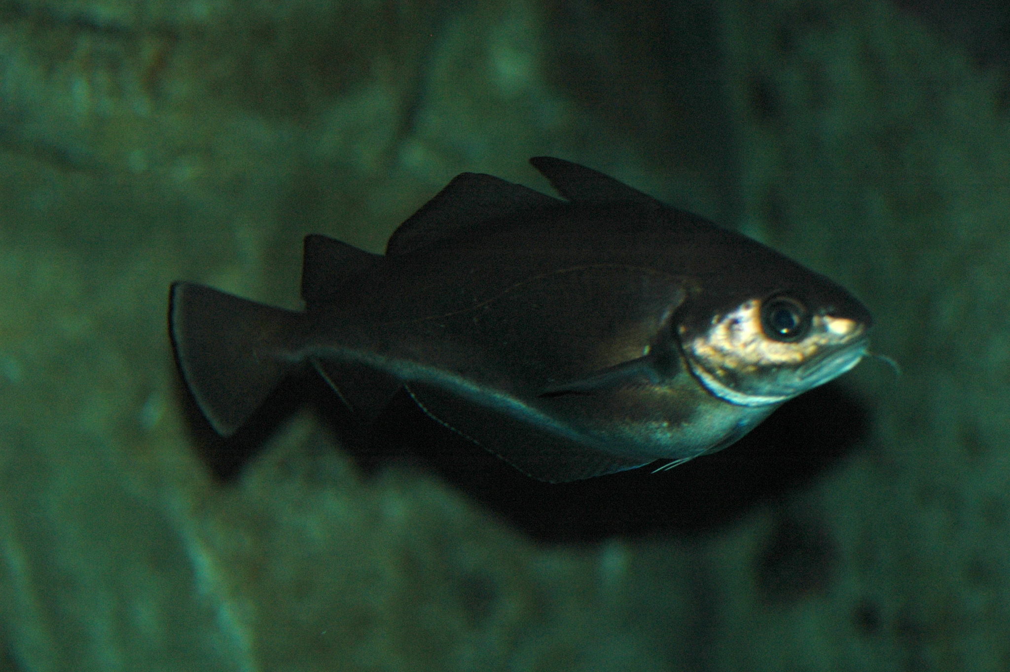 image of trisopterus luscus \(pouting\)