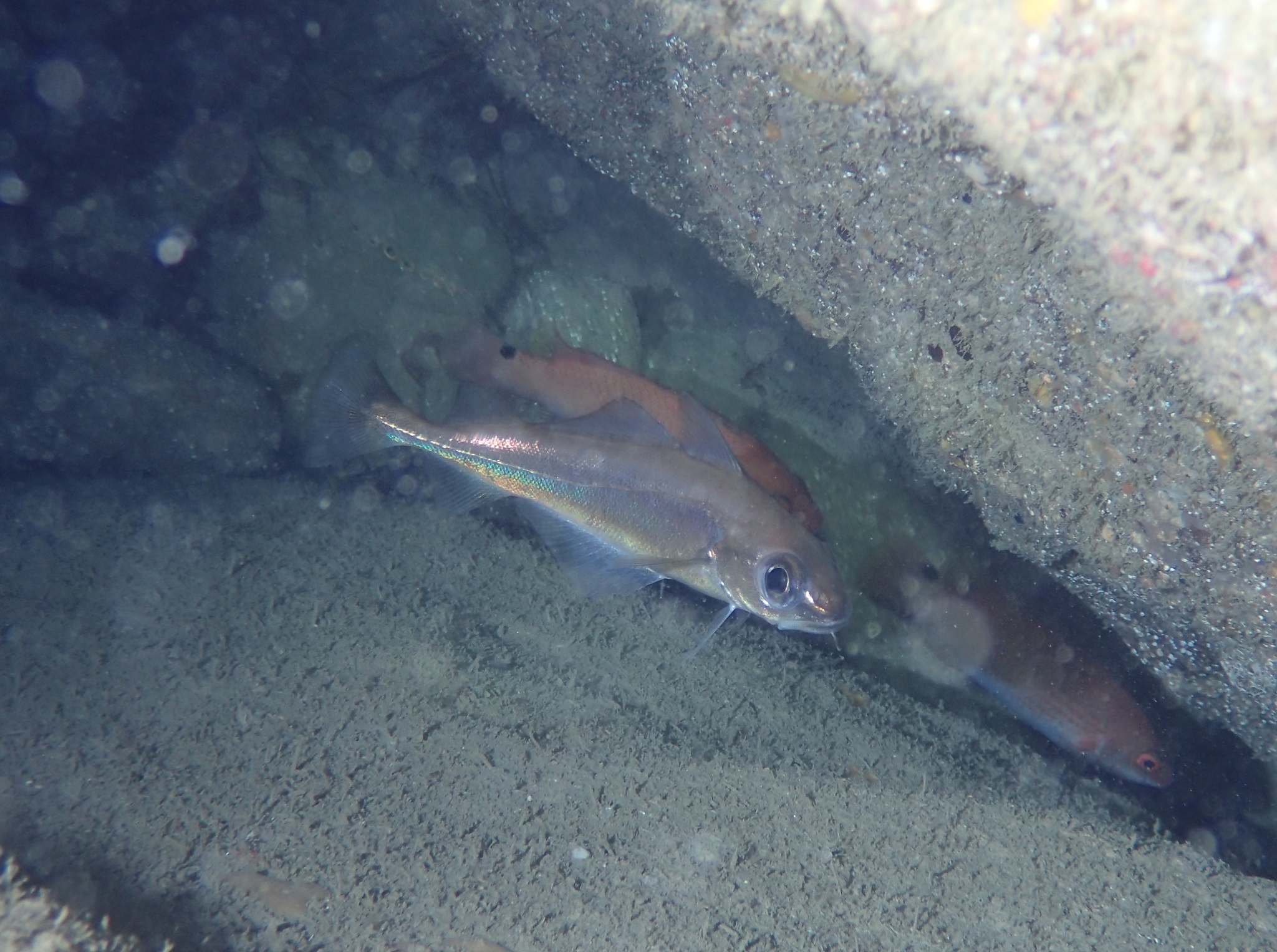 image of trisopterus minutus \(poor cod\)