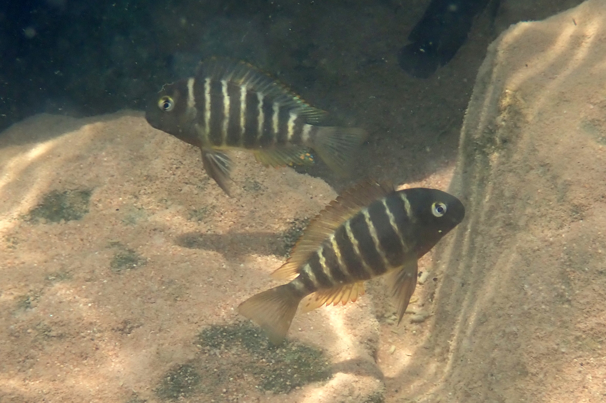 image of tropheus brichardi