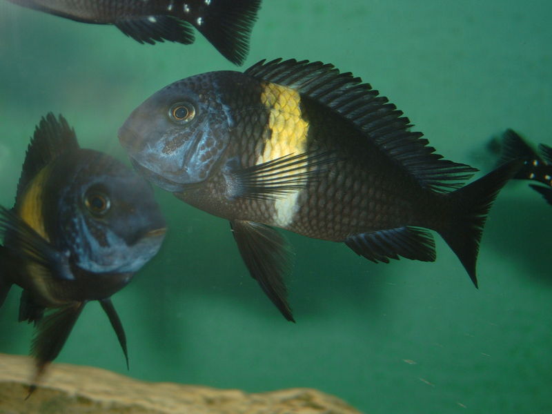 image of tropheus duboisi
