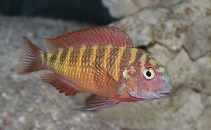 image of tropheus moorii \(blunthead cichlid\)