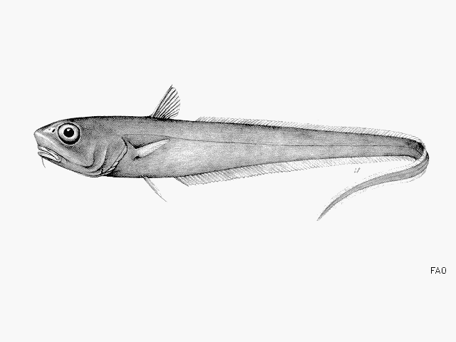 image of trachonurus sulcatus \(bristly grenadier\)