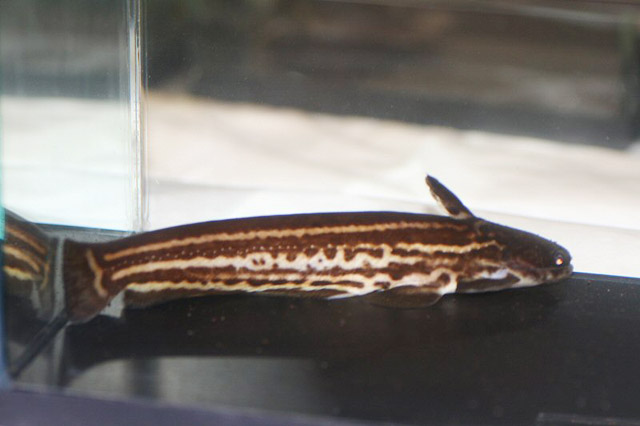 image of trachelyopterichthys taeniatus \(striped woodcat\)