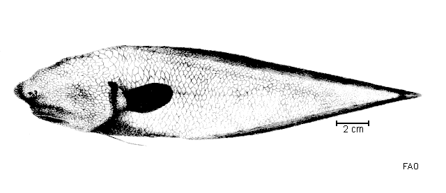 image of typhlonus nasus