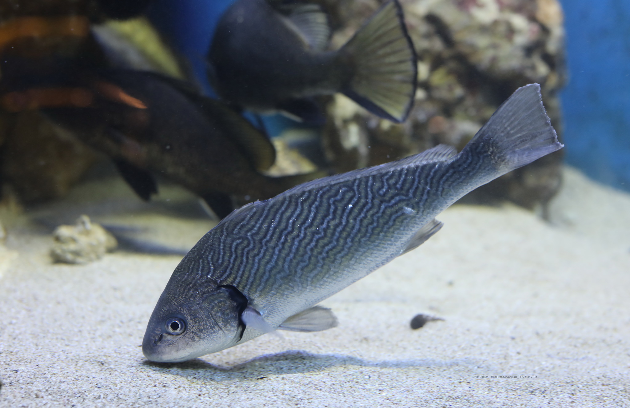 image of umbrina cirrosa \(shi drum\)