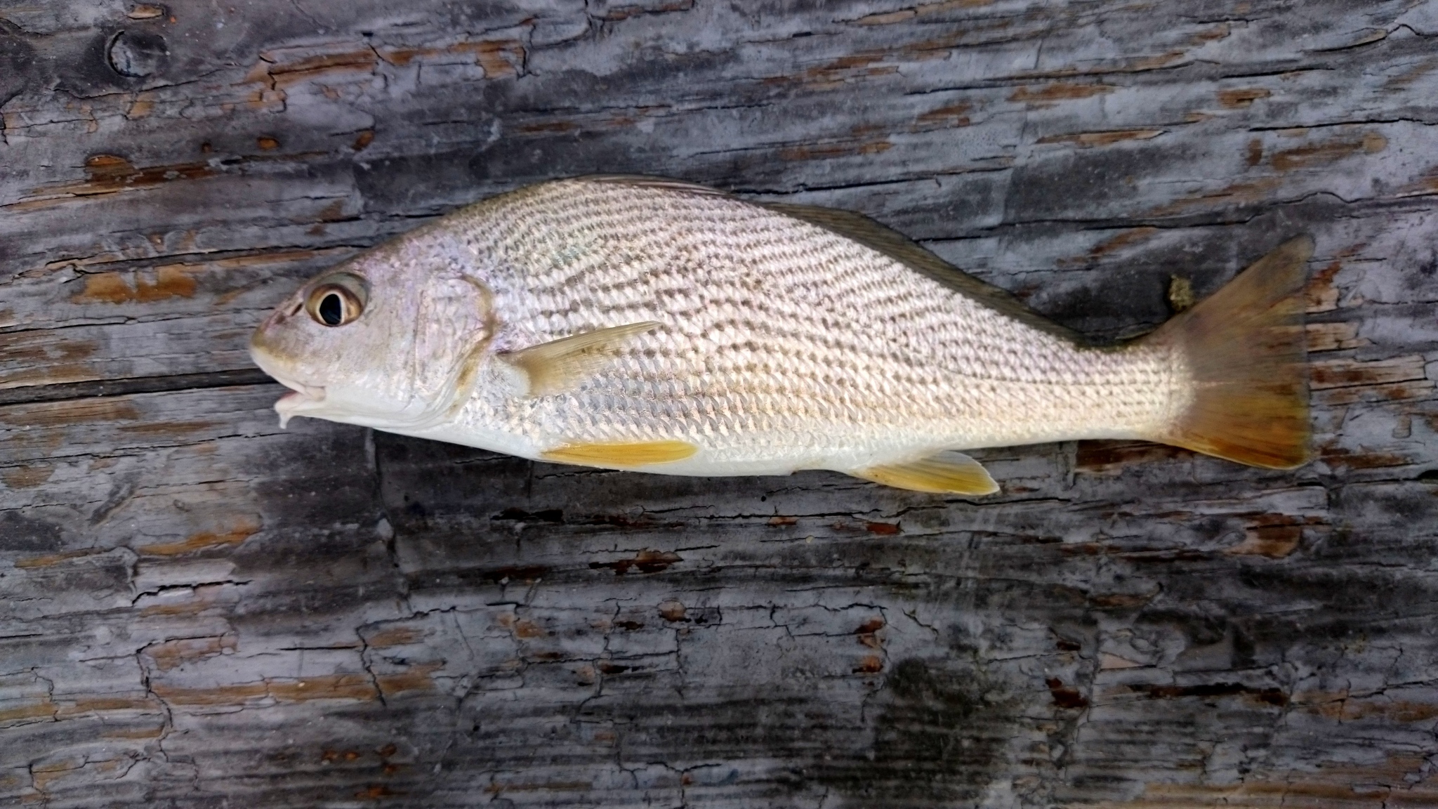 image of umbrina coroides \(sand drum\)