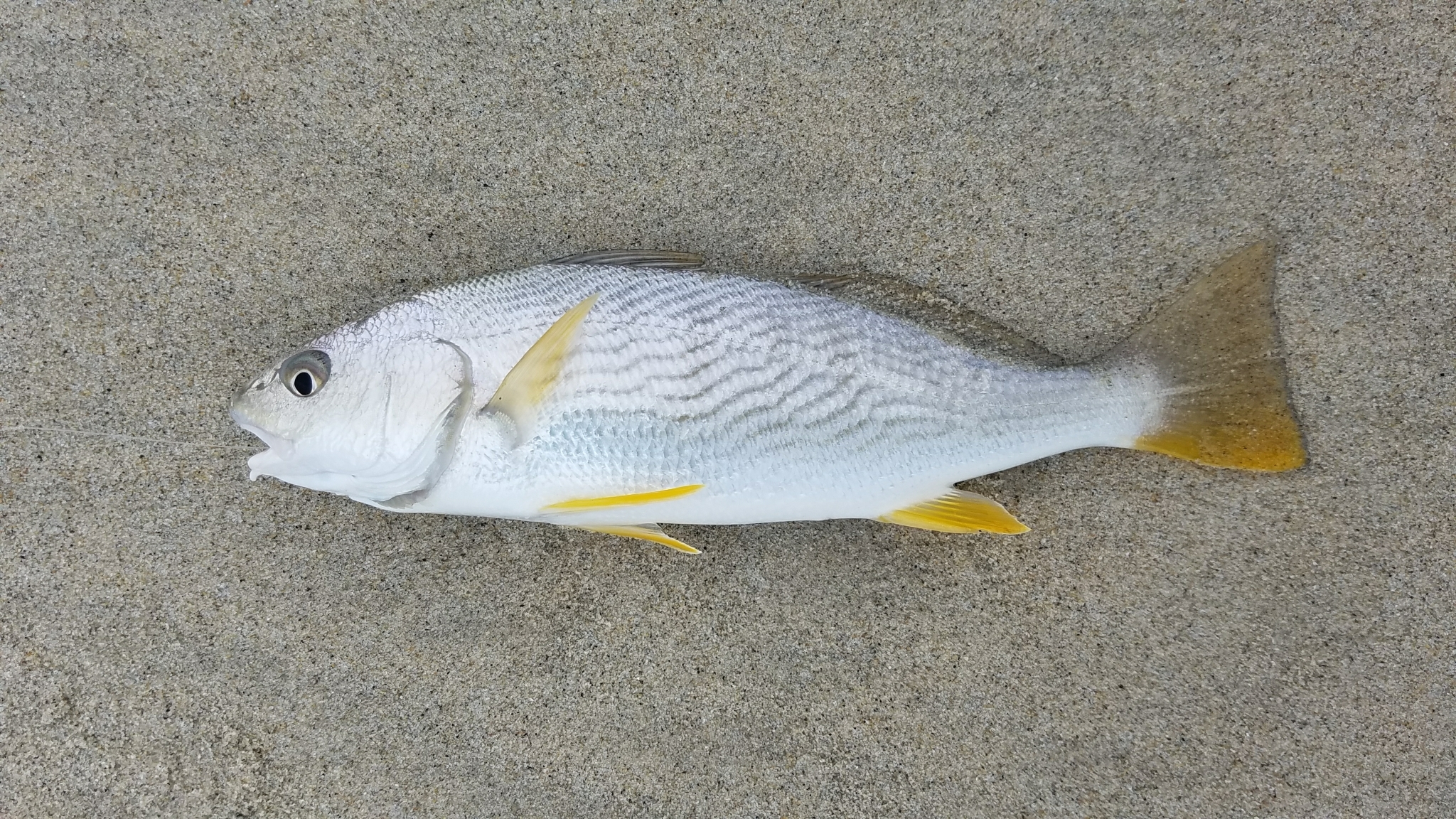 image of umbrina roncador \(yellowfin drum\)
