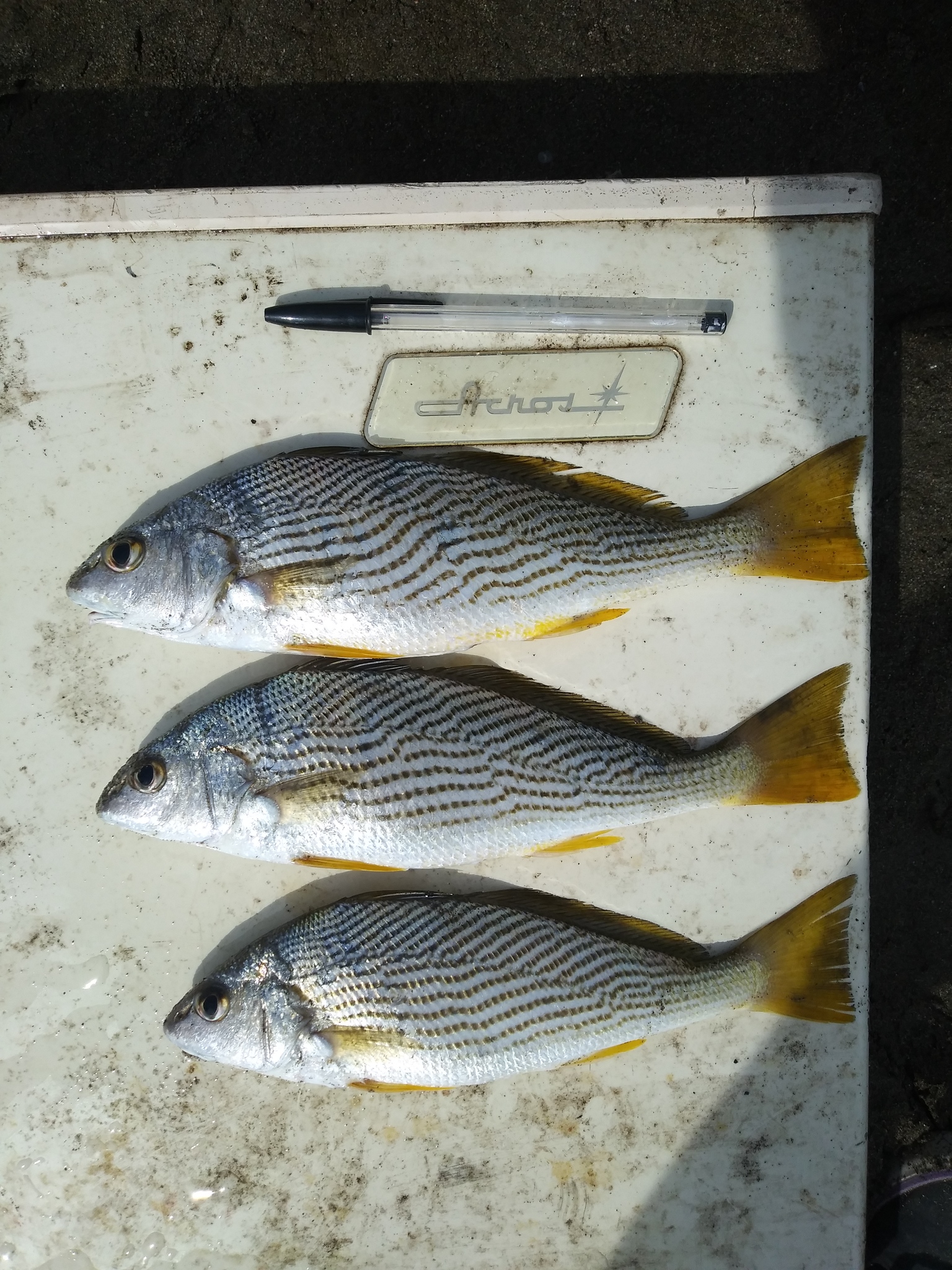 image of umbrina xanti \(polla drum\)