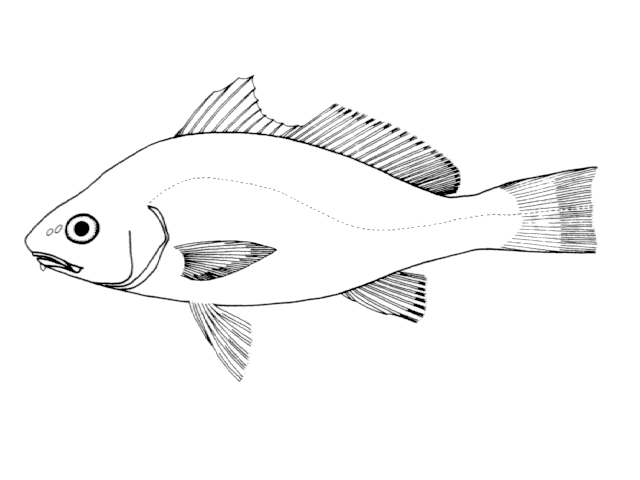 image of umbrina canosai \(argentine croaker\)