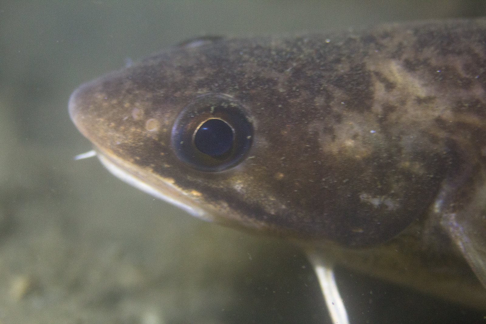 image of urophycis chuss \(red hake\)
