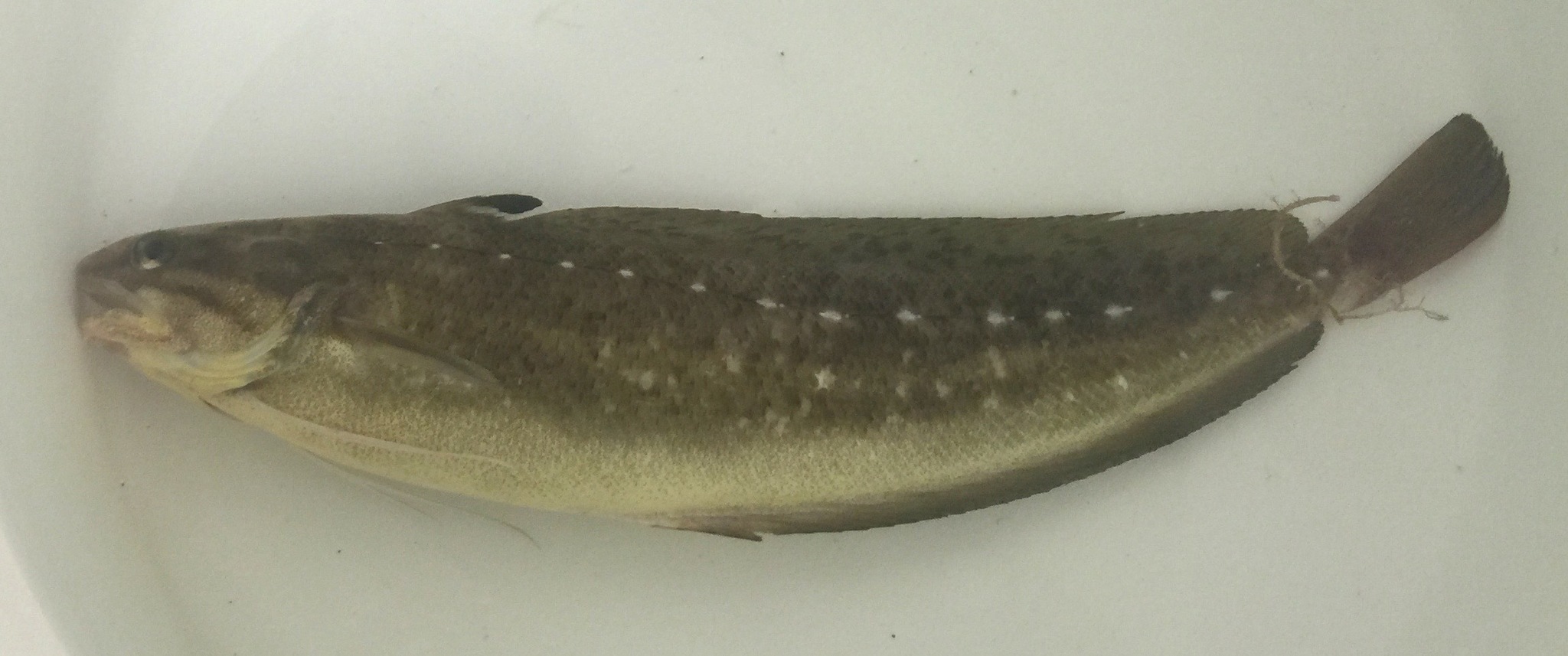 image of urophycis regia \(spotted codling\)