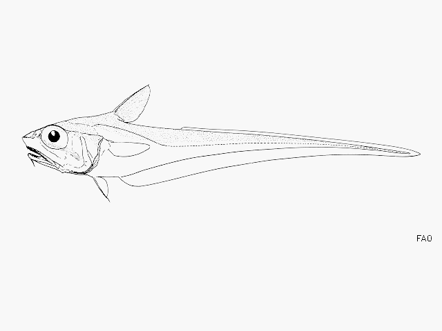 image of ventrifossa atherodon \(arrowtooth grenadier\)