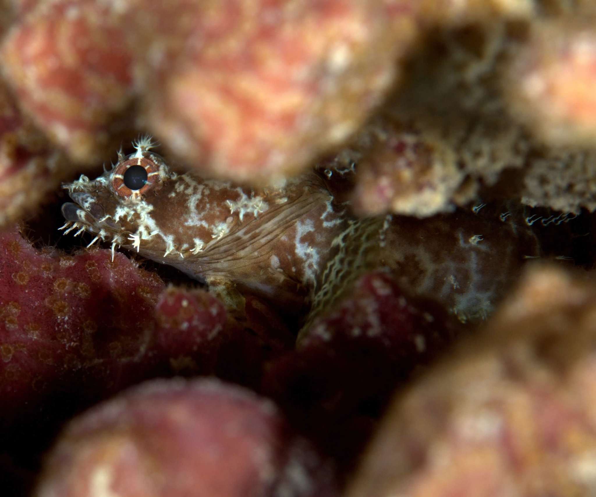 image of vladichthys gloverensis