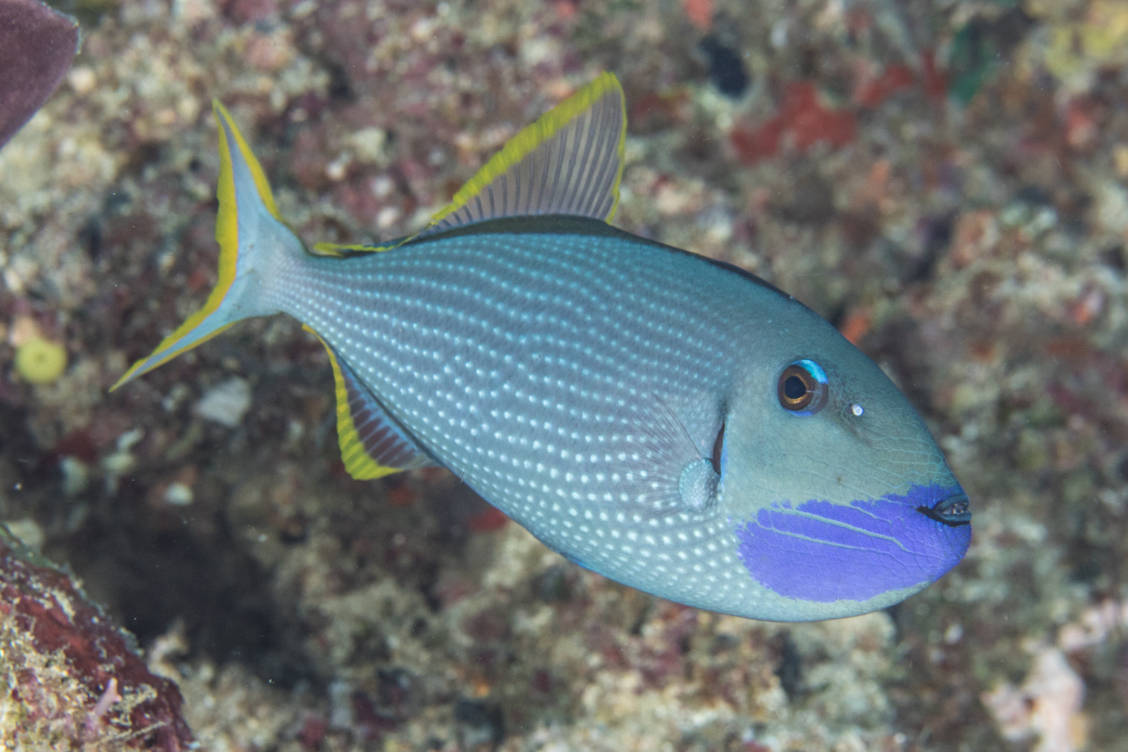 image of xanthichthys auromarginatus \(gilded triggerfish\)