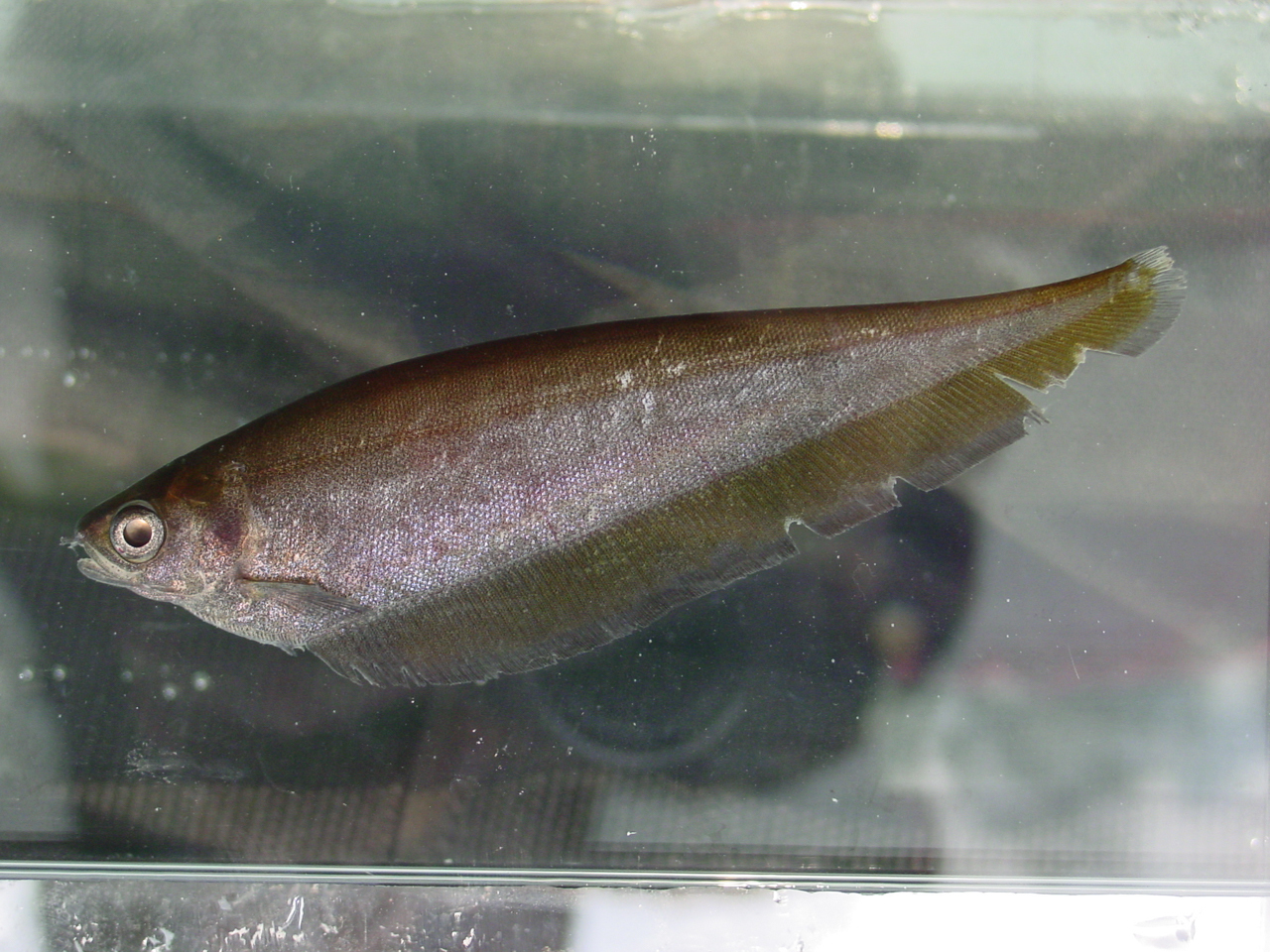 image of xenomystus nigri \(african knifefish\)