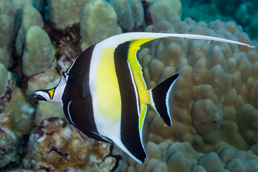 image of zanclus cornutus \(moorish idol\)