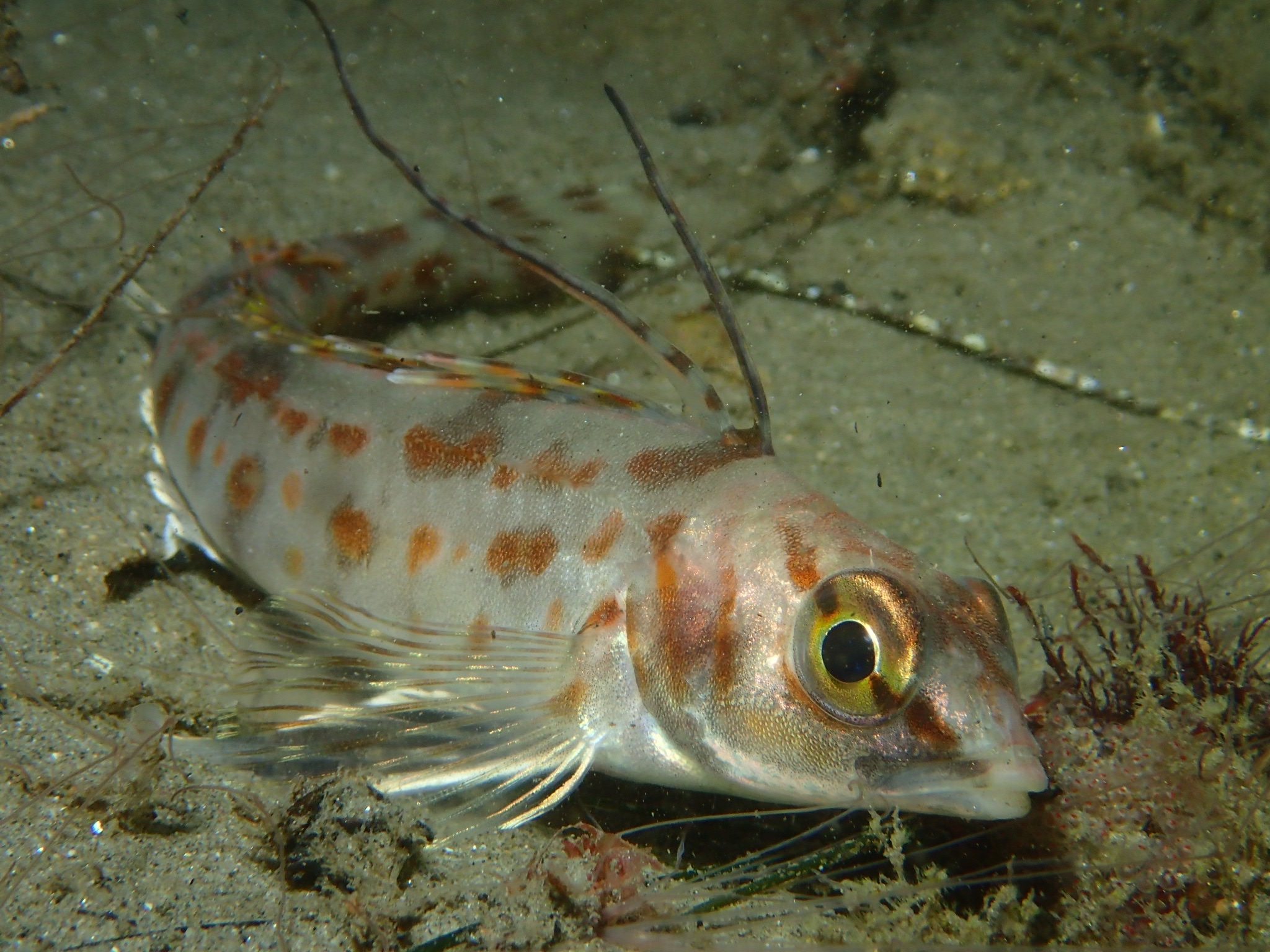 image of zaniolepis latipinnis \(longspine combfish\)
