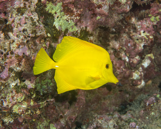 image of zebrasoma flavescens \(yellow tang\)