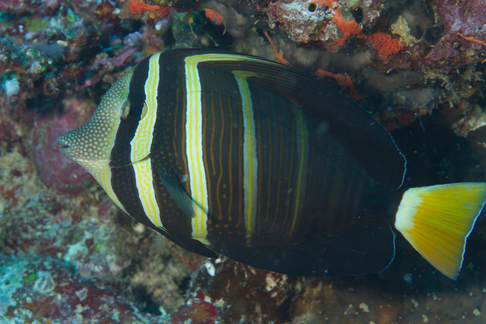 image of zebrasoma velifer \(sailfin tang\)