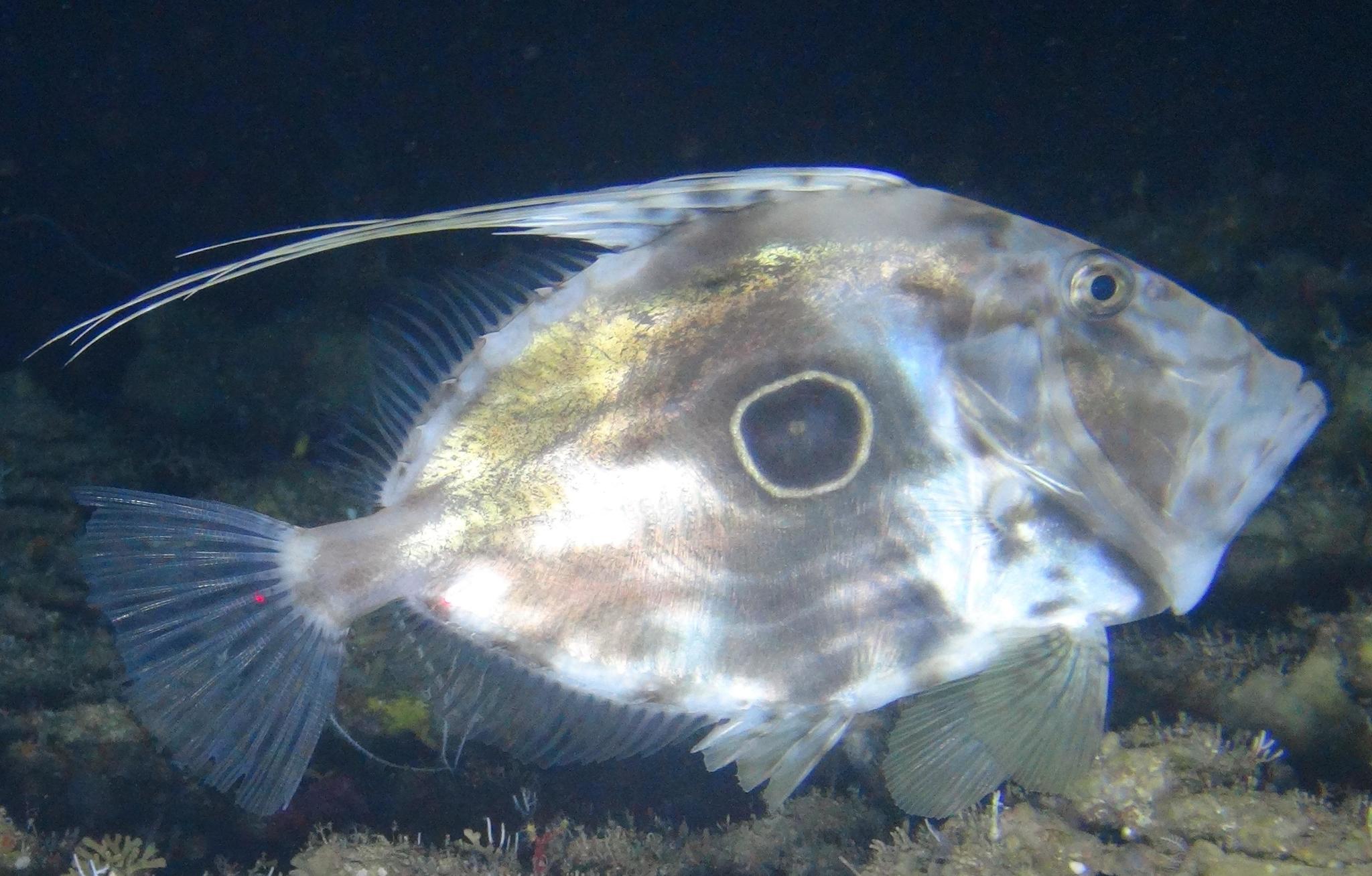 image of zeus faber \(john dory\)