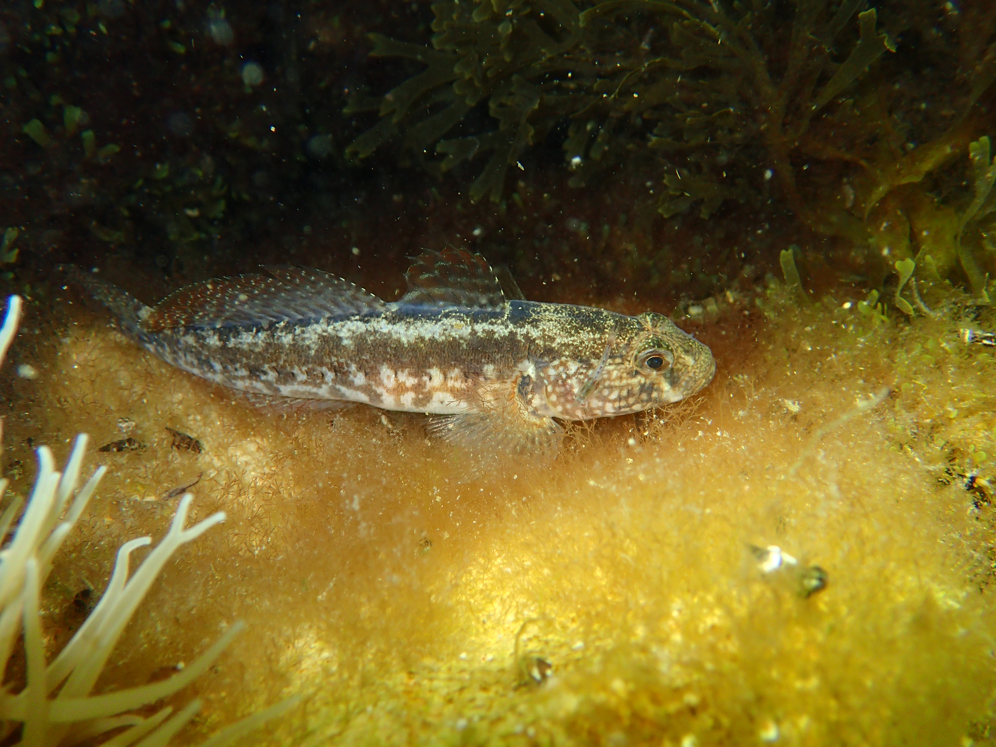 image of gobius ophiocephalus \(grass goby\)