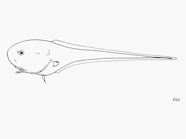 image of squalogadus modificatus \(tadpole whiptail\)