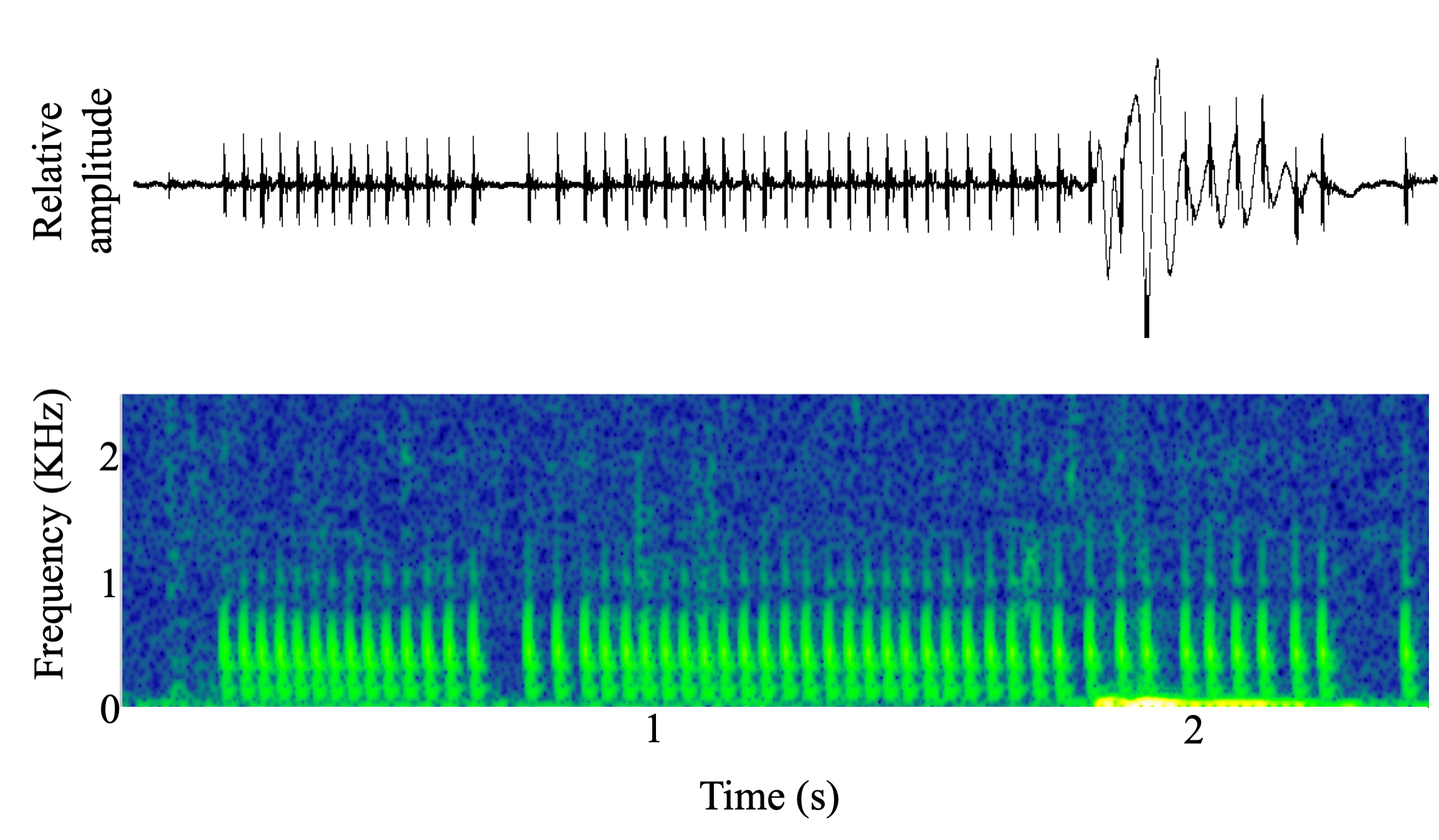 spectrogram of <i>Aplodinotus grunniens</i> (Freshwater drum) making the sound Drum