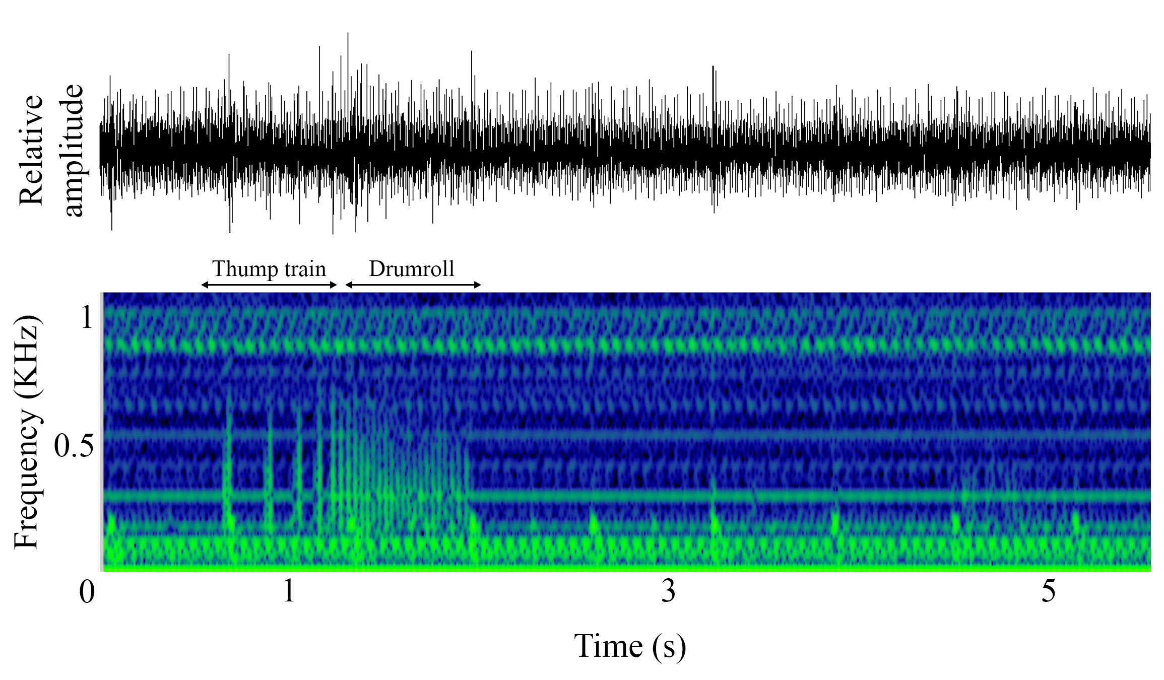 spectrogram of <i>Brosme brosme</i> (Cusk) making the sound Drumroll
