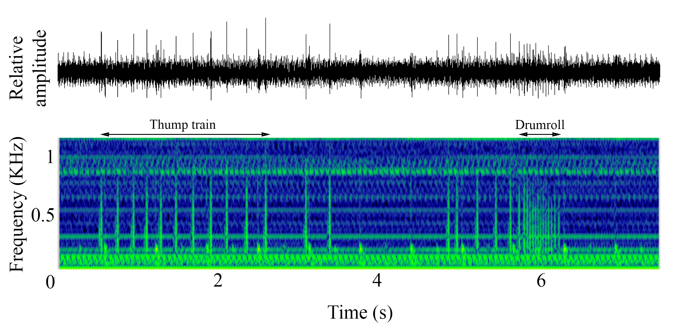 spectrogram of <i>Brosme brosme</i> (Cusk) making the sound Drumroll