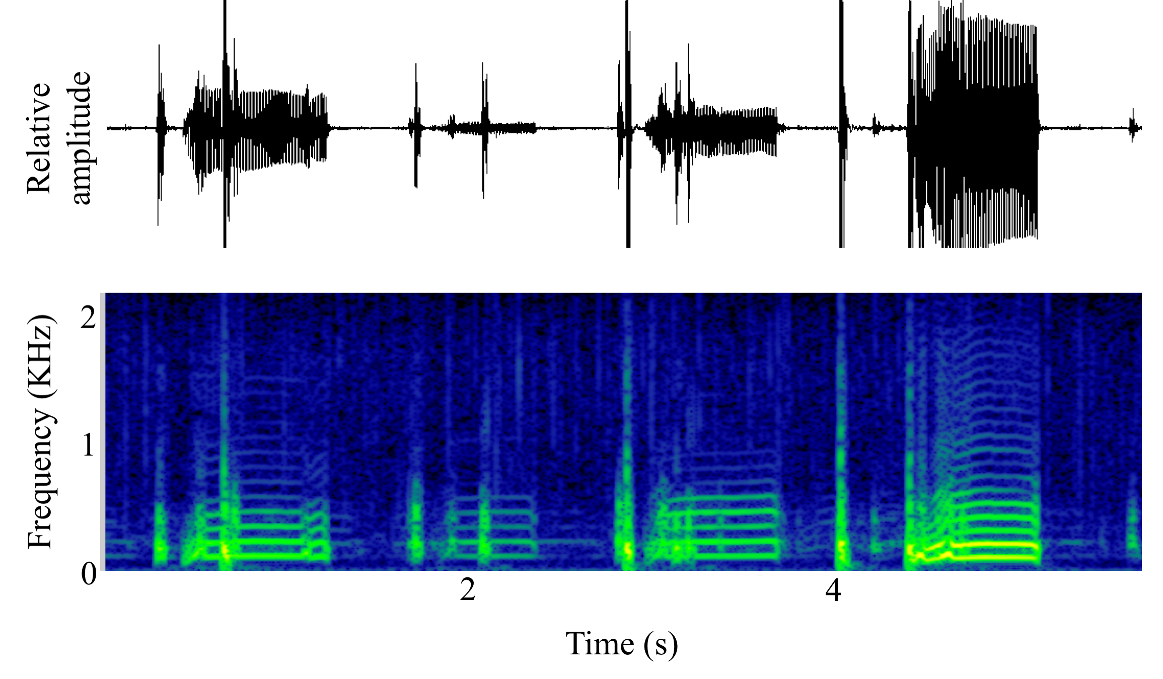 spectrogram of <i>Amphichthys cryptocentrus</i> (Bocon toadfish) making the sound Boop