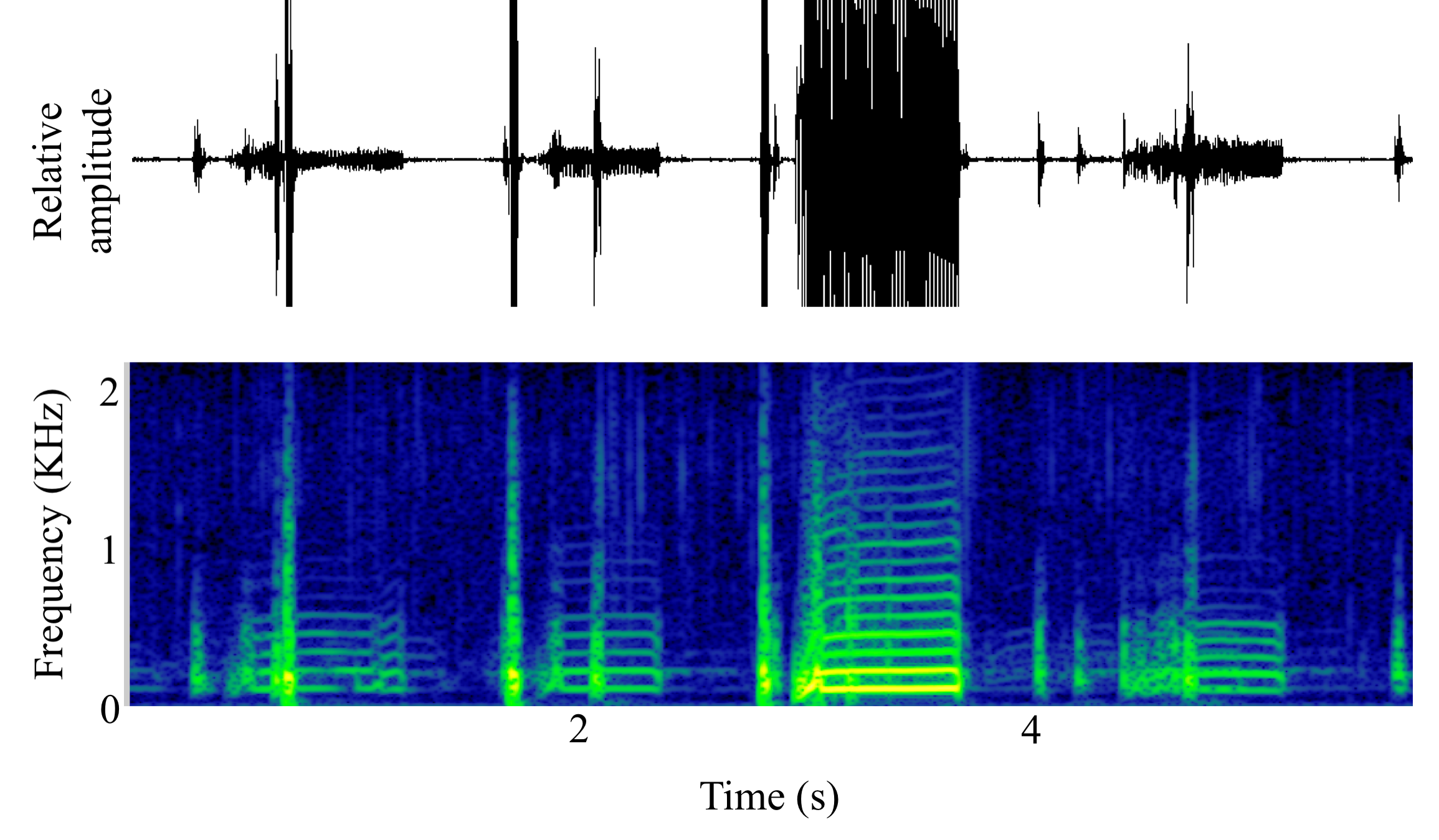 spectrogram of <i>Amphichthys cryptocentrus</i> (Bocon toadfish) making the sound Boop
